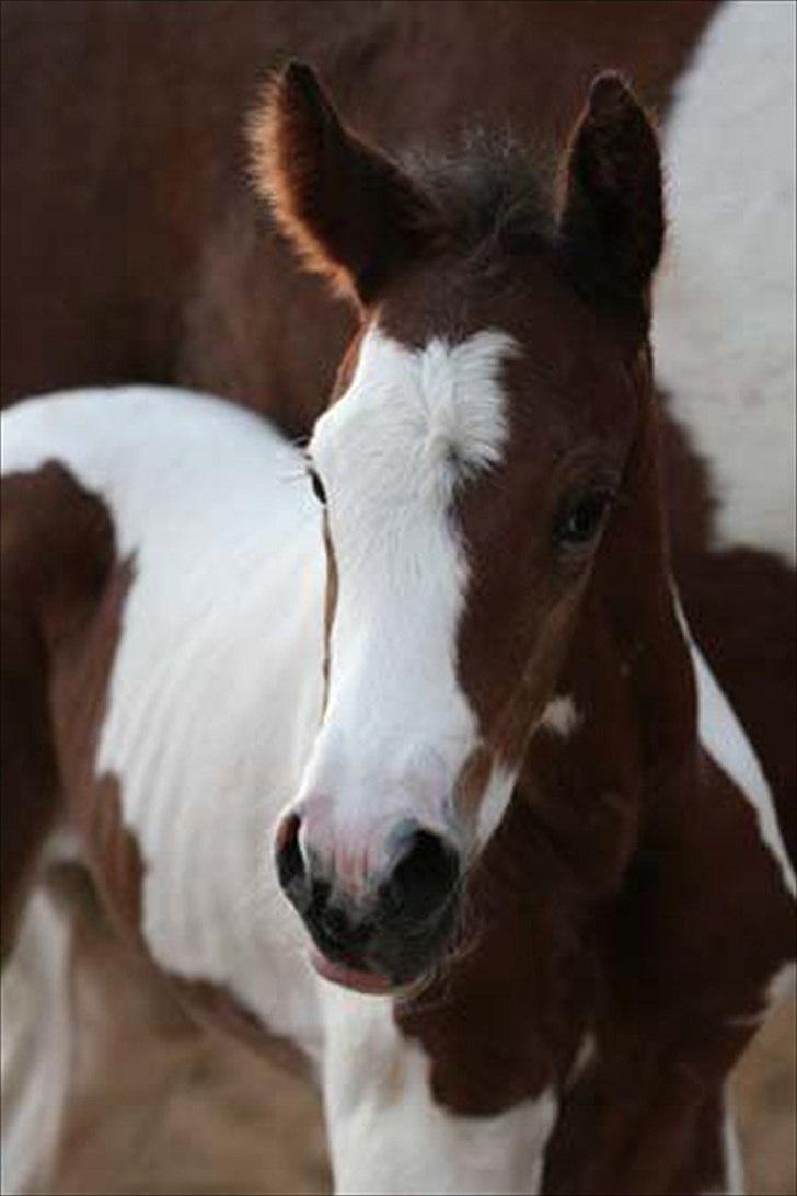 Pinto Quintano billede 6
