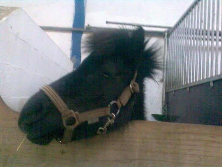 Shetlænder Luna billede 1