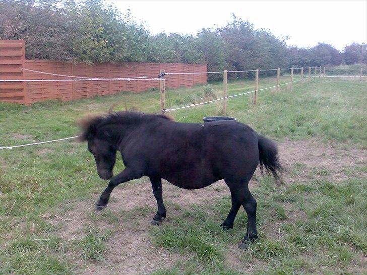 Shetlænder Luna billede 2