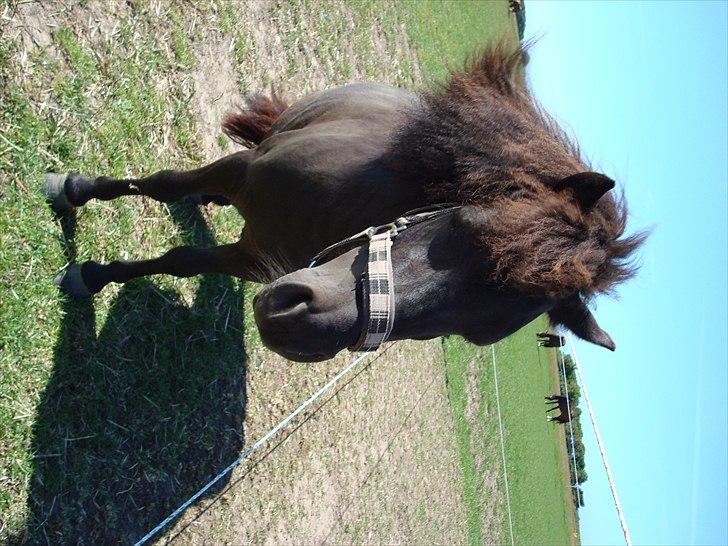 Shetlænder Luna billede 3