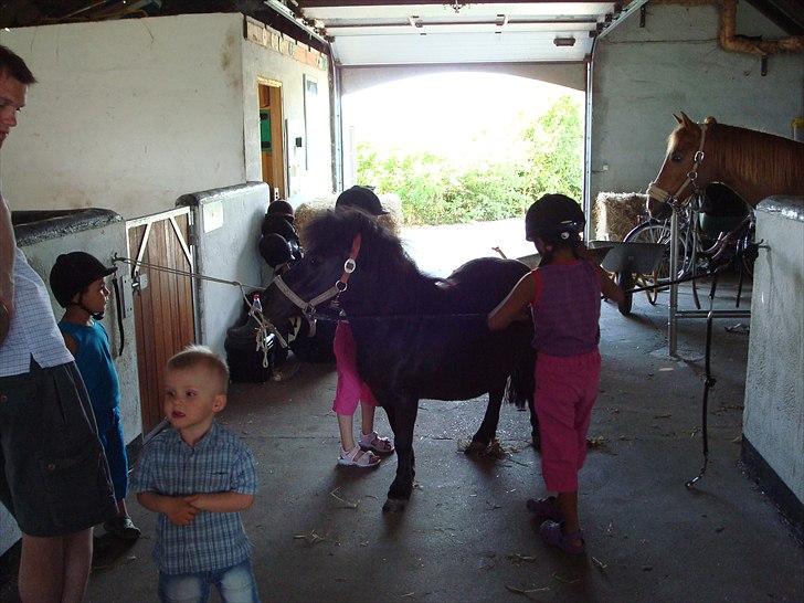 Shetlænder Luna billede 4