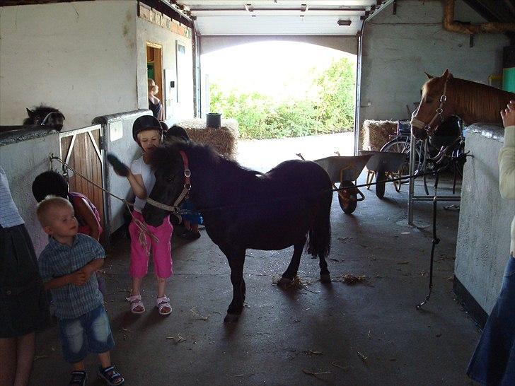 Shetlænder Luna billede 5