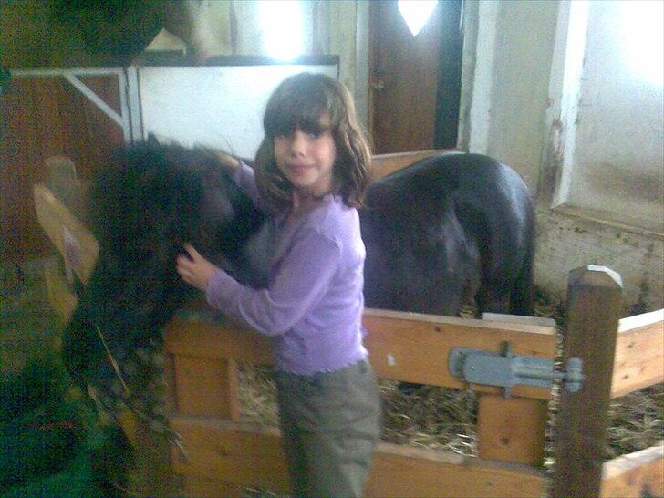 Shetlænder Luna billede 6