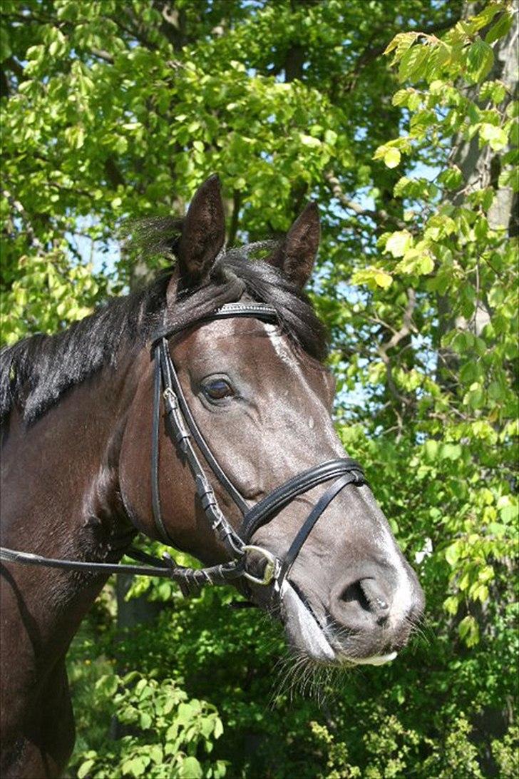 Dansk Varmblod Hjørnevang's Dominique - Velkommen til Dominos profil :-) billede 1