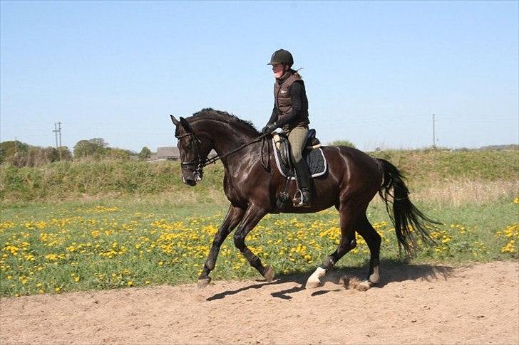 Dansk Varmblod Hjørnevang's Dominique - udendørs træning i maj 2011 billede 9