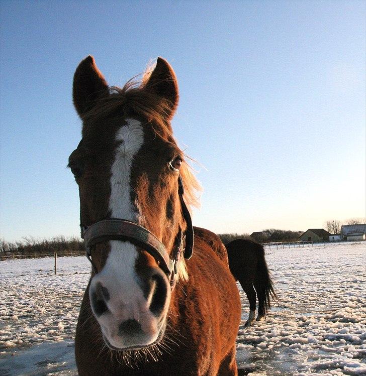 Anden særlig race Sonny billede 1