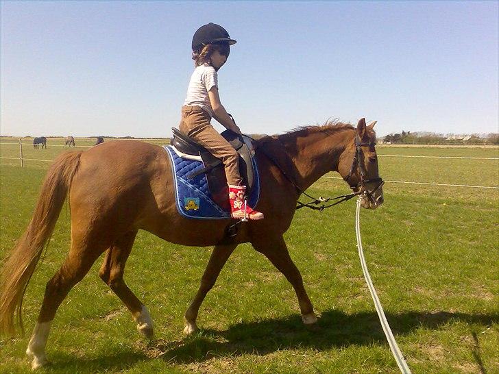 Anden særlig race Sonny billede 2