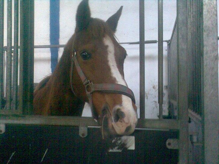 Anden særlig race Sonny billede 3