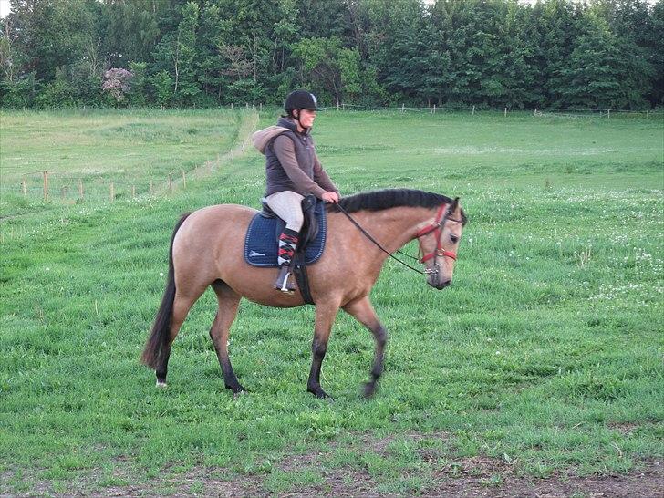 Palomino Miss Alba - 3 gang med rytter:-) billede 10