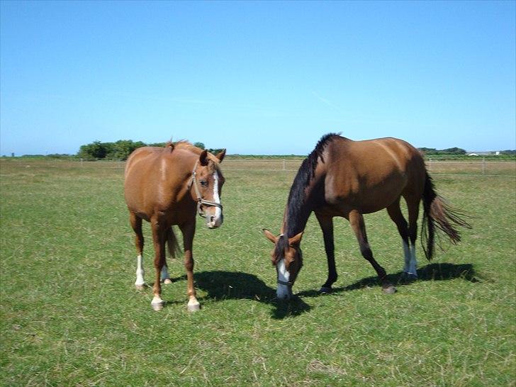 Anden særlig race Sonny billede 4