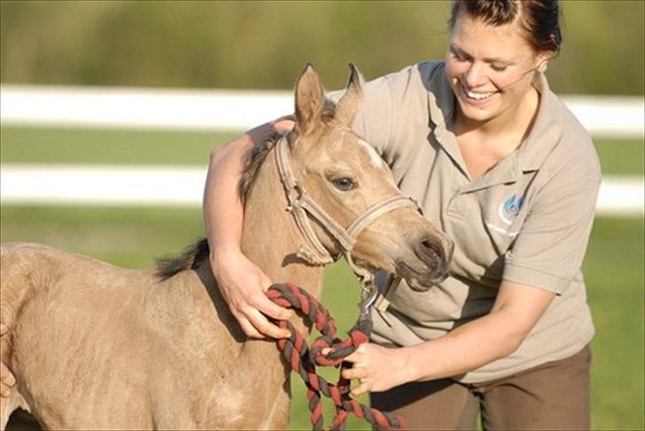 Palomino Miss Alba - En stolt heste ejer sommer 2008 billede 11