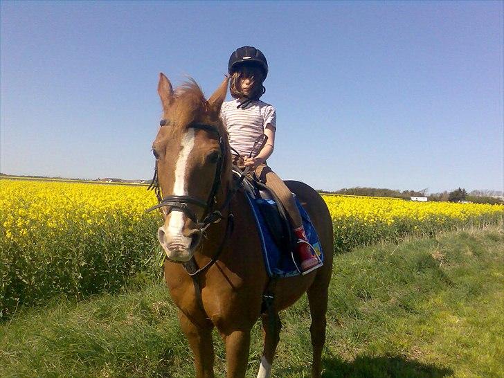 Anden særlig race Sonny billede 5