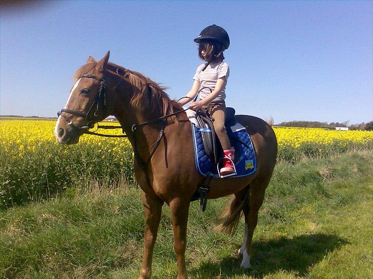 Anden særlig race Sonny billede 6