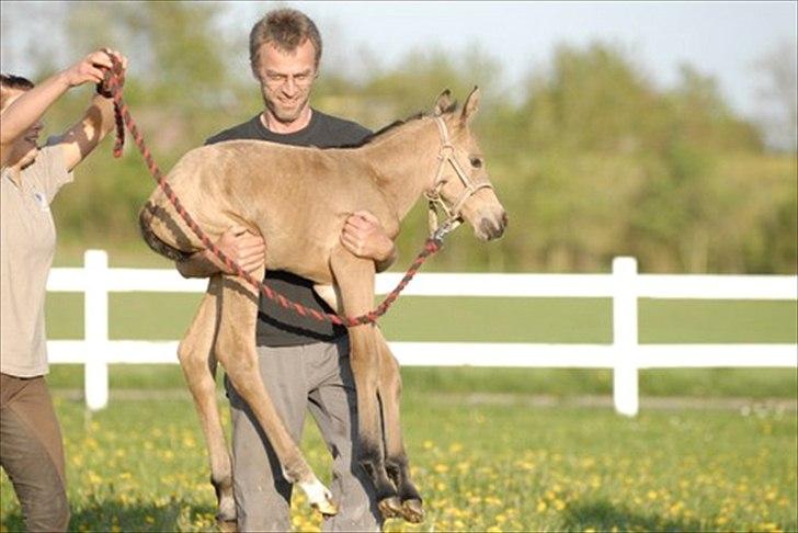 Palomino Miss Alba - Først gang på fold 9 maj 2008 billede 12