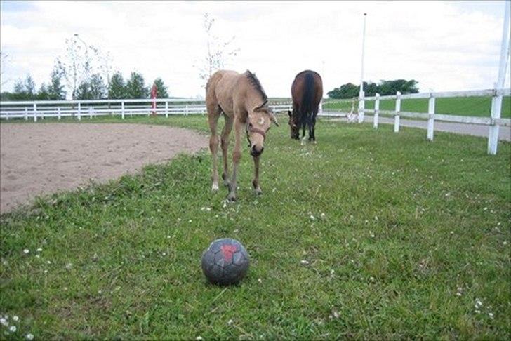 Palomino Miss Alba - Sommer 2008 billede 13