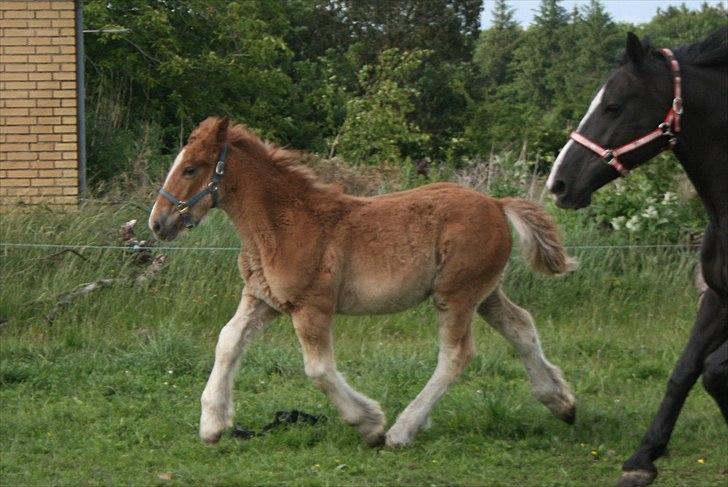 Irish Cob Crossbreed Ceres *RIP* billede 13