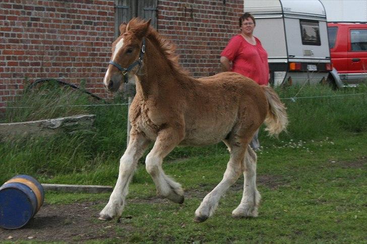 Irish Cob Crossbreed Ceres *RIP* billede 15