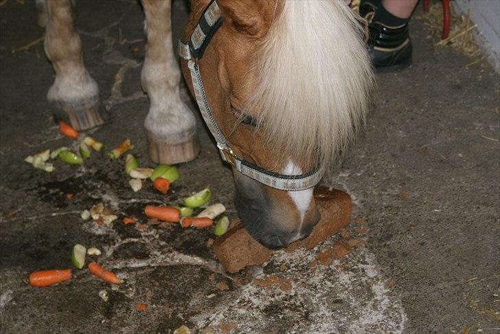 Haflinger Attica *solgt* ;-( - Atticas 16 års fødselsdag. :D billede 15