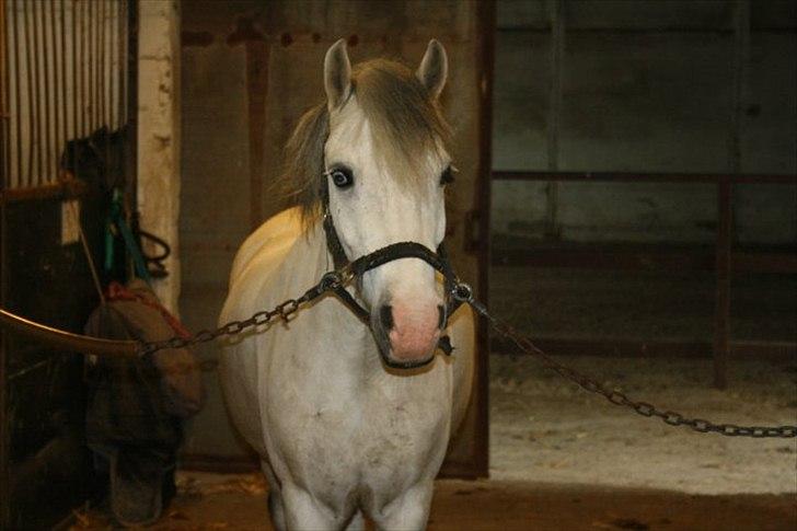 Anden særlig race Bowie <3 - En lille, glad pony (:
Bedøøøm <3<3 billede 16