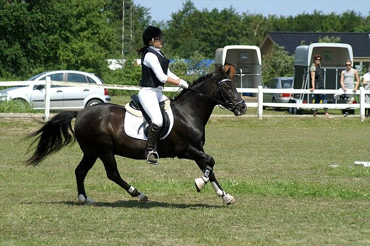 New Forest Vognmandsgårdens Bambi - Fuld fart til stævne i Skive d.11. Juni 2011 :) billede 2