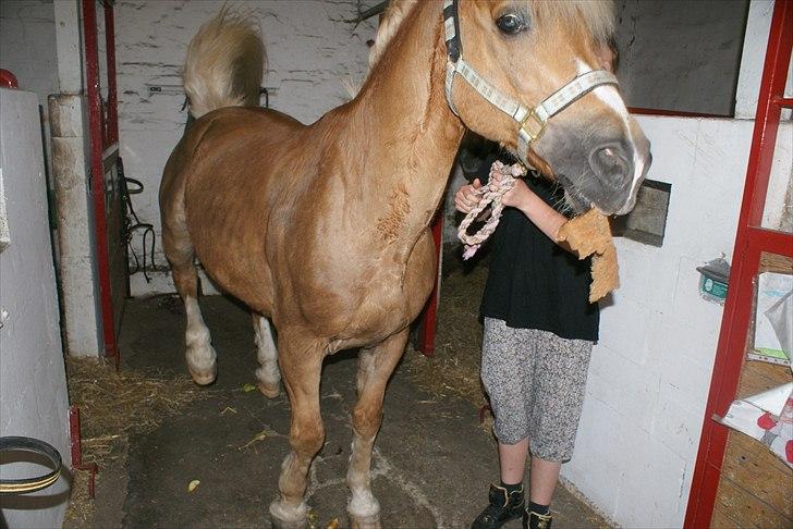 Haflinger Attica *solgt* ;-( billede 20