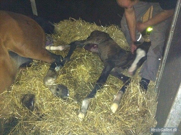 Dansk Varmblod leonardo - lige da han er kommet ud billede 2