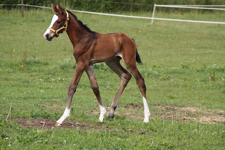 Dansk Varmblod leonardo billede 4