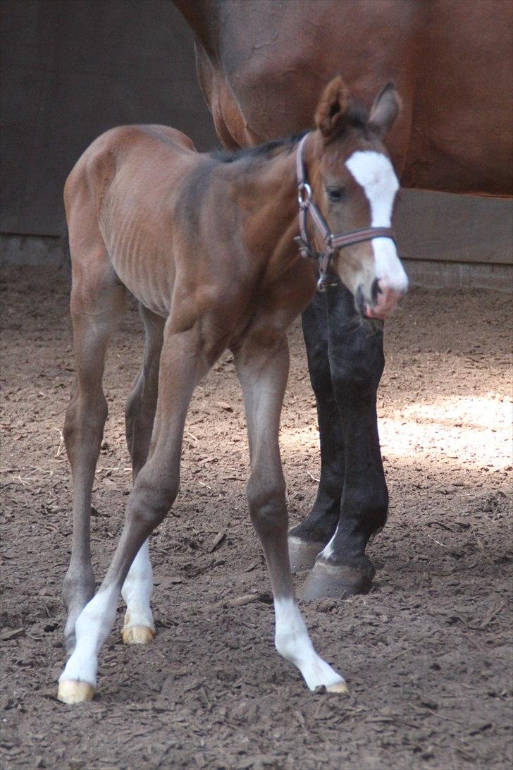 Dansk Varmblod leonardo billede 7