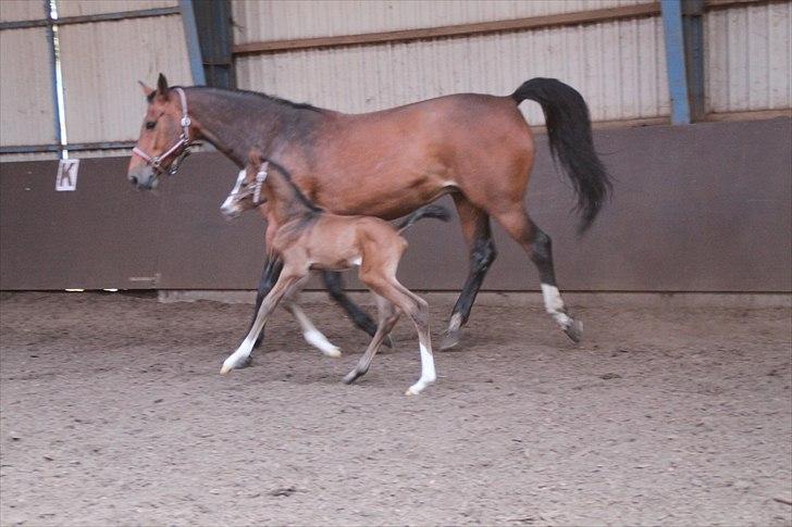 Dansk Varmblod leonardo - første gang ude af boxen billede 8