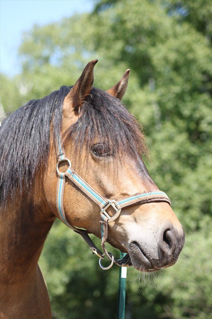 New Forest Horsemosens Cinnamon - Cinne på folden <3 billede 8