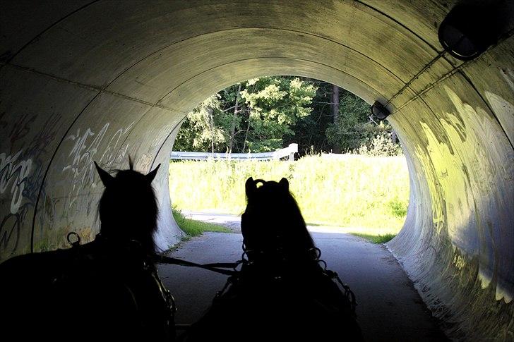 New Forest Horsemosens Cinnamon billede 20