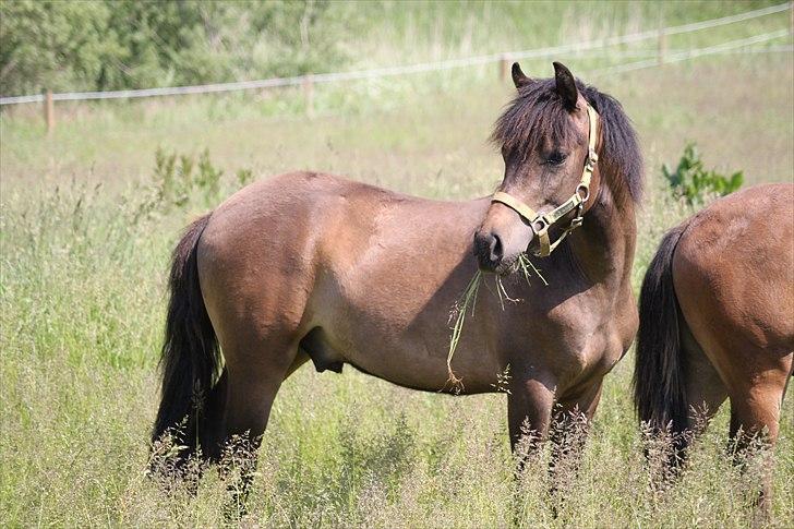 New Forest Horsemosens Wasabi billede 1