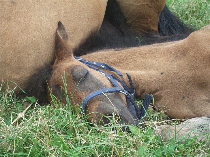 New Forest Horsemosens Wasabi billede 20