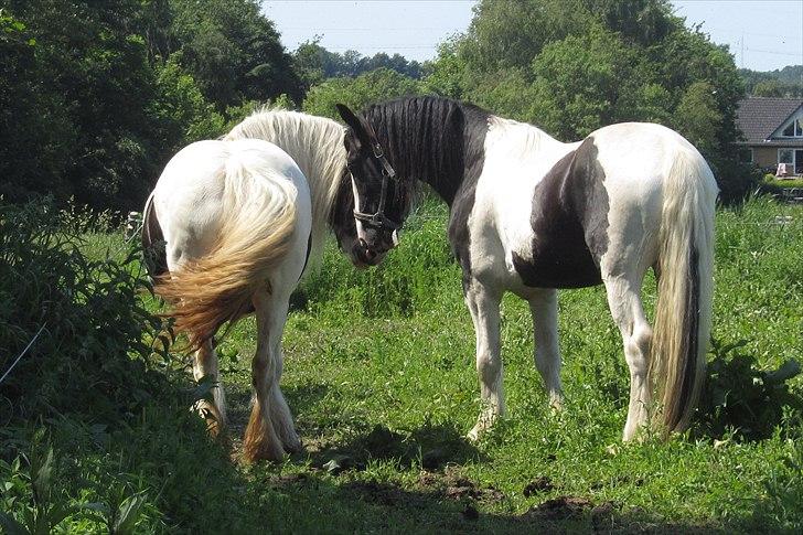 Irish Cob <3 Kaipo <3  - # 3. Kaipo og Amiga <3 Et kærligt øjeblik <3 
Taget d. 11 juni 2011 billede 4