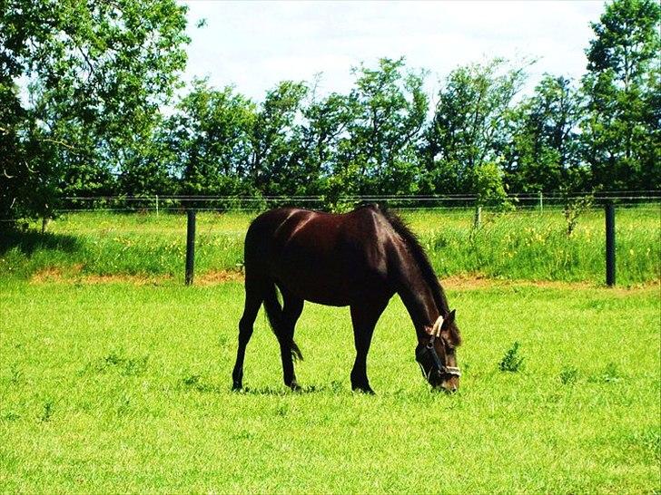 Tysk Sportspony Melody 52 - Min dejlige pony, på en dejlig sommer dag!<3 billede 7