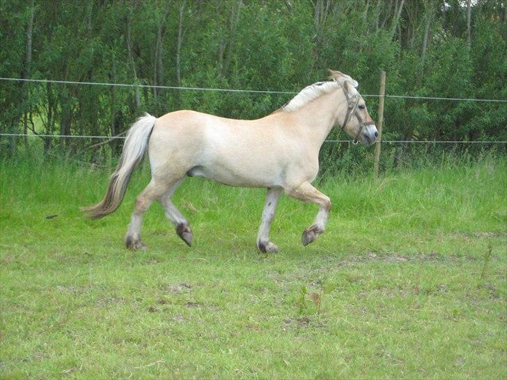 Fjordhest Strædesgaardens Max Motor billede 19