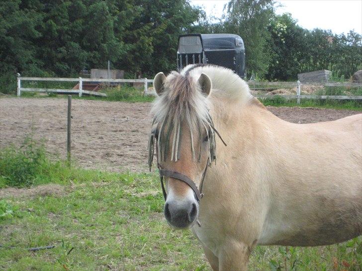 Fjordhest Strædesgaardens Max Motor billede 20