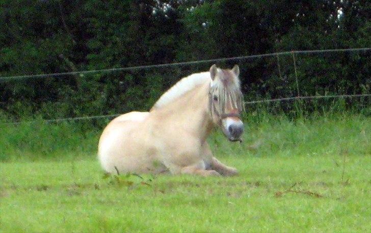 Fjordhest Strædesgaardens Max Motor billede 3