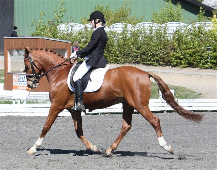 Hollandsk Sportspony Delmonte du Bois  B-pony - Stald Enhjørnings Delmonte du Bois til distriktstævne billede 19