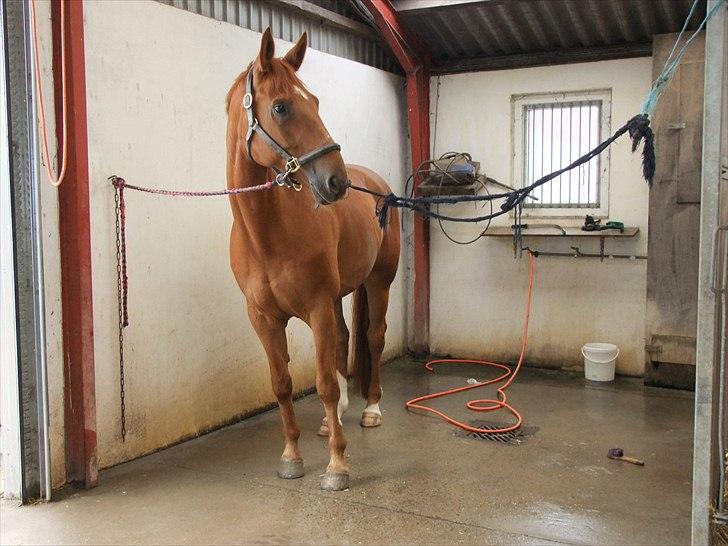 Hannoveraner Wilbert - Wilbert står klar til handelsundersøgelsen :) billede 6