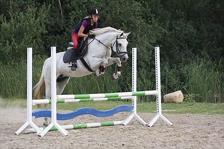 Connemara Bakkedals Bounty  billede 13