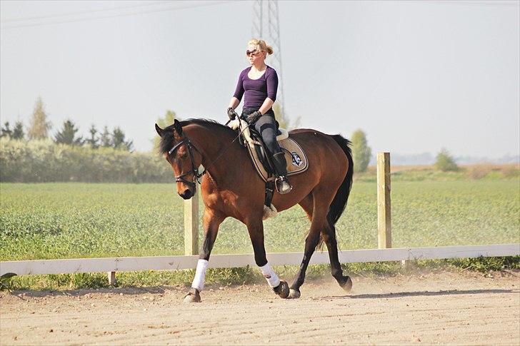 Anden særlig race Shania | R.I.P Savnet! - dressur træning. Fotograf: Louise Pilgaard billede 3