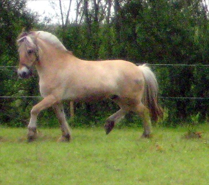Fjordhest Strædesgaardens Max Motor billede 2