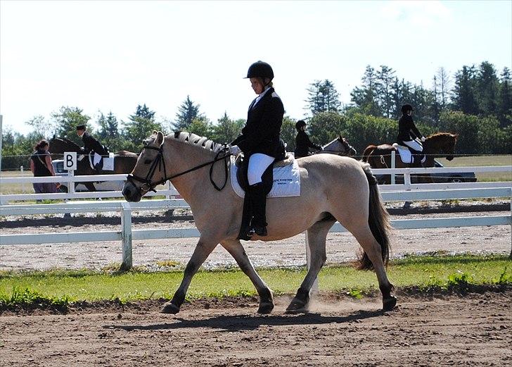 Fjordhest Sofie<33 - Sofies første stævne "i byen", 1. plads i Ld2 ;) <33 

FOTO: Louise Bonde billede 10