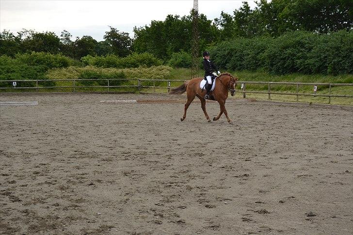 Anden særlig race Egeballes Rafael (Ralle) billede 17