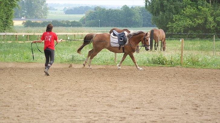 Anden særlig race Chiquita - Der er en dejlig ro, når vi arbejder billede 2