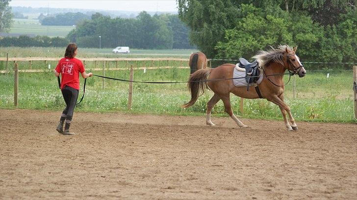 Anden særlig race Chiquita - Hun er bare så smuk, når hun galoperer billede 3
