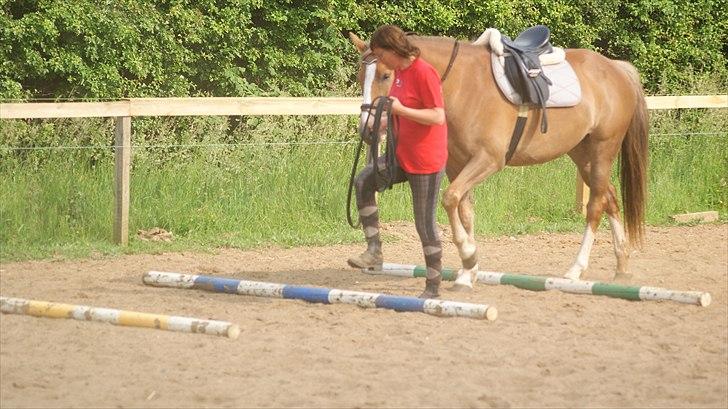 Anden særlig race Chiquita - Se her Chiquita. Venstre ben først. billede 5