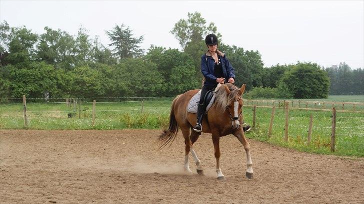 Anden særlig race Chiquita - De arbejder bare så fint sammen.  billede 7