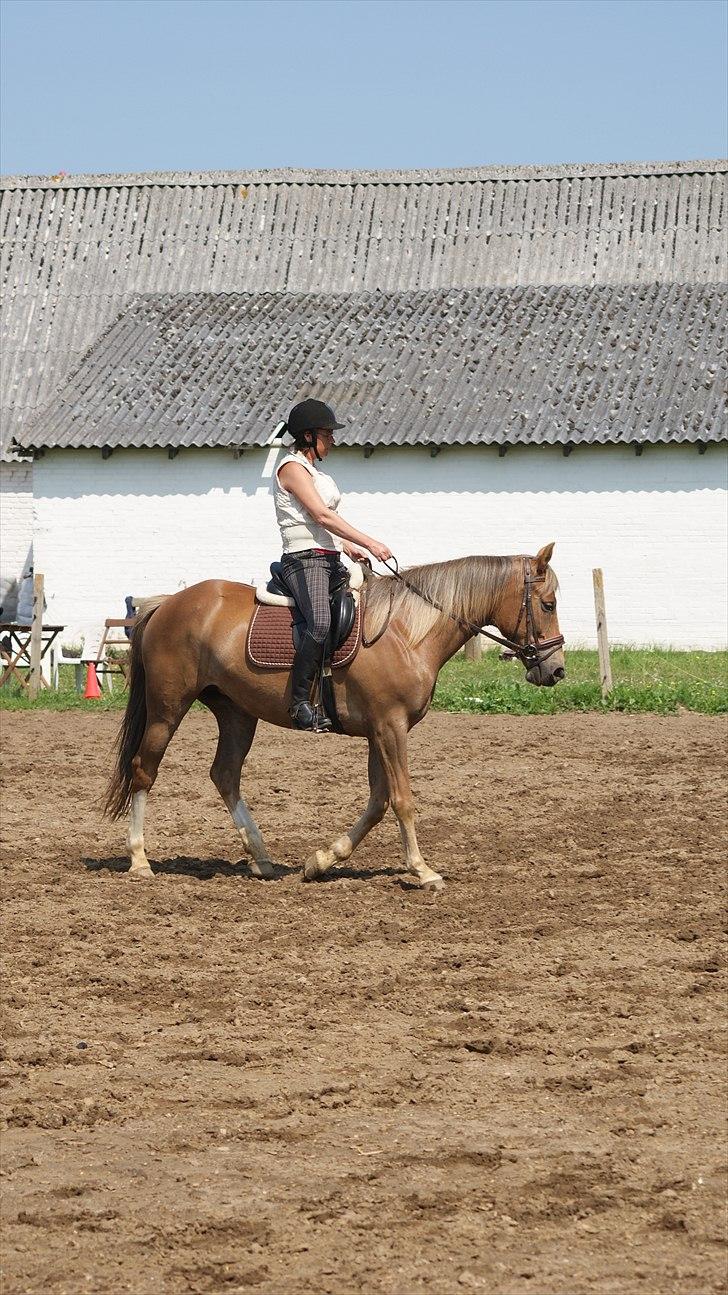 Anden særlig race Chiquita - Vi er meget koncentrerede billede 8